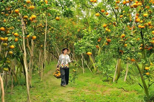 CAI BE - PHU AN - DONG HOA HIEP - VINH LONG - SA DEC