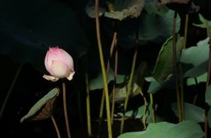 lotus vietnam - voyage sud vietnam