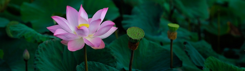 lotus mékong - voyage au vietnam