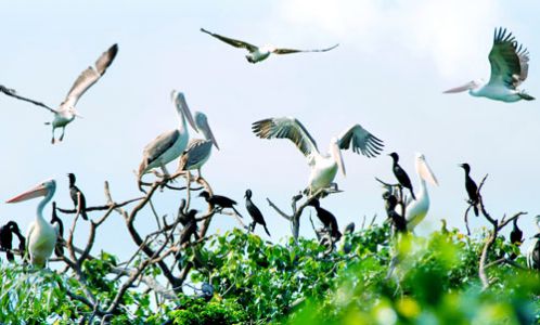 Parc d’oiseaux de Bac Lieu - Guide croisière sur le mékong