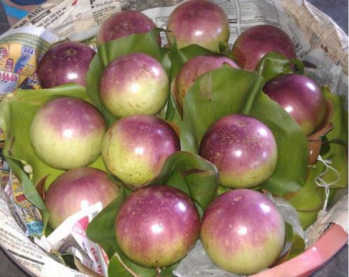 pomme étoile de Lo Ren - voyage à Tien Giang